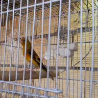 دهن سرخ هست