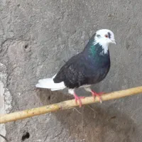 غریب گیری|پرنده|قائمشهر, |دیوار