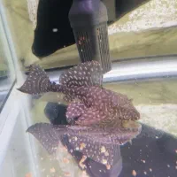 ماهی لجن خوار