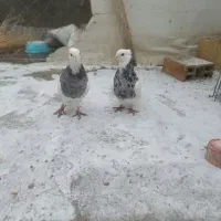 طوقی زوران|پرنده|سراوان, |دیوار