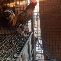 خروس گلین|حیوانات مزرعه|نسیمشهر, |دیوار