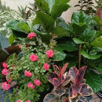 گل اپارتمانی فیگوس شرابی ۳ شاخه لطفا ورق بزن