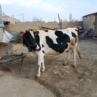 تلیسه آبستن سنگین