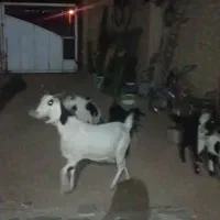 سه عدد بز آبستن