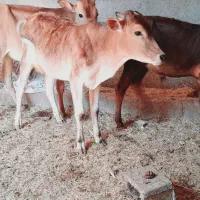 گاو یا گوساله نردورگ