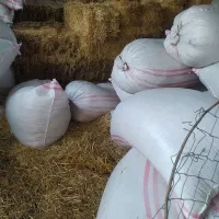 کاه نرم سفید