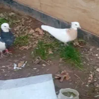 طوقی سبز|پرنده|بیرجند, |دیوار