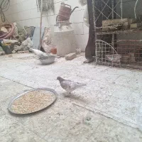 کفتر تهرانی