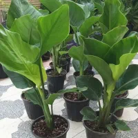 نخل خاص و کلکسیونی نیکولای