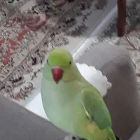ملنگونرجوجه۶ماهه