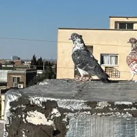 جفت کبوتر ۳۰۰