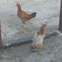 مرغ و خروس لاری