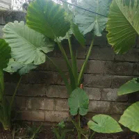 گل بابا ادم|گل و گیاه طبیعی|اسالم, |دیوار