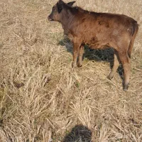 فروش. ورازگوله ۲راس گوساله ماده ویک راس گاو محلی|حیوانات مزرعه|ماسال, |دیوار