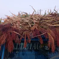 جارو|عمده‌فروشی|بجنورد, |دیوار