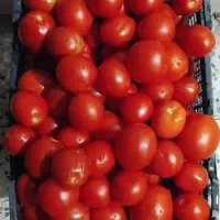 رب گوجه طبیعی|خوردنی و آشامیدنی|اهواز, کوی رمضان|دیوار