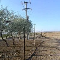 290-هکتار-زمین-سند-تک-برگ