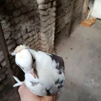 کفتر شازده سیاه کاکولی