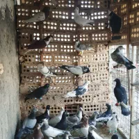 ۳۲عدد حیوون قلدور پرشی