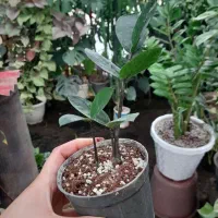 گل آپارتمانی|گل و گیاه طبیعی|تالش, طولارود|دیوار