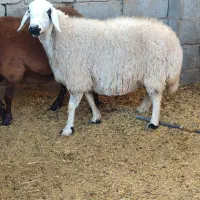 گوسفندمیش  سنجابی وهمو دوراس ابستن دوقولوزا|حیوانات مزرعه|کرمان, |دیوار