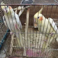جفت بالغ لوتینودوکت ولوتینو کارداده|پرنده|قم, پردیسان|دیوار