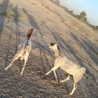 کهره ،بره ، بز ،میش زاییده