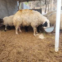 شک ورن|حیوانات مزرعه|سیروان, |دیوار