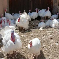 بوقلمون گوشتی بیوتی ارگانیک