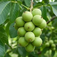 پسته گردوبادام شلیل زردآلونوین آرش