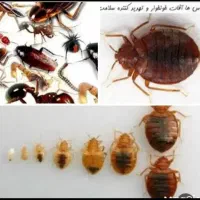 سمپاشی تضمینی گلشهر مهرشهر کمالشهر حصارک قلم