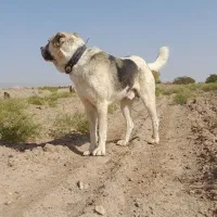 سگ گله ای