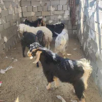 کهره نر|حیوانات مزرعه|جهرم, |دیوار