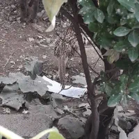 قرقاول اهلی محلی دستی|خوردنی و آشامیدنی|قائم‌شهر, |دیوار