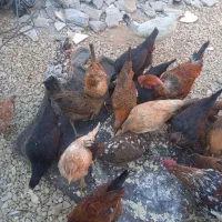 فروش مرغ و جوجه|حیوانات مزرعه|یاسوج, |دیوار