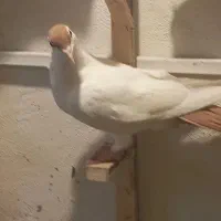 کبوتر|پرنده|مشهد, امیریه|دیوار