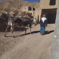 گاو|حیوانات مزرعه|درمیان, |دیوار