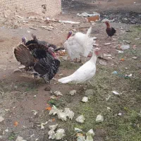 ۵ عدد بوقلمون رسمی جوان