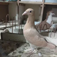 جوجه کارل میولمنز