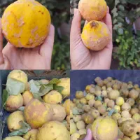 به تازه بوانات