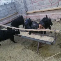 بز..|حیوانات مزرعه|قم, پردیسان|دیوار