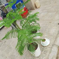 درخت کاج طبیعی|گل و گیاه طبیعی|سراوان, |دیوار