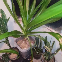 گل ذرتی بزرگ|گل و گیاه طبیعی|شیراز, اصلاح‌نژاد|دیوار