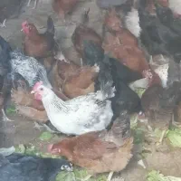 فروش مرغ تخم گذار