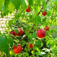 فروش زمین ۱۹۴ متری گلشهر کوچه اول سمت راست|فروش زمین و ملک کلنگی|بهشهر, |دیوار