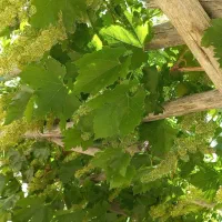 600-متر-باغ-در-هونجان