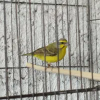 سهره|پرنده|اصفهان, عمان سامانی|دیوار