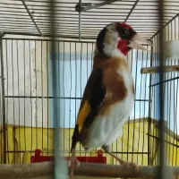 سهره نر گل بلند رنگ روشن  گل اناری