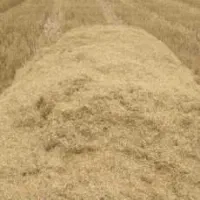شصت تن کاه گندم دیمی مرغوب
