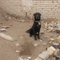 وگذاری سگ سرابی اصل نگهبان ماده فی 3ونیم